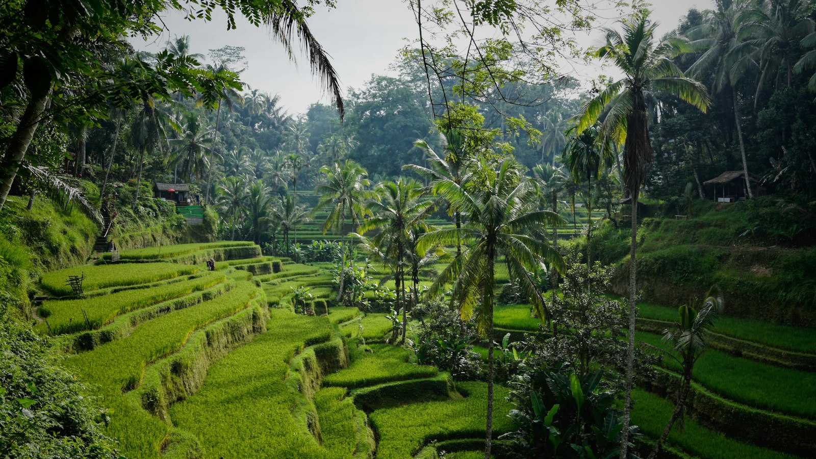Rekomendasi Jasa Pembuatan Website di Bali: 7 Pilihan dan Cara Memilihnya Sawah terasering hijau di Tegalalang, Bali